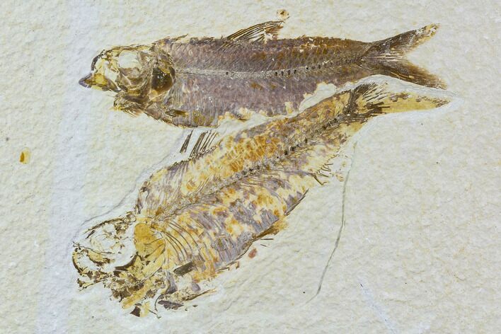 Two, Large Knightia Fossil Fish - Wyoming #108671